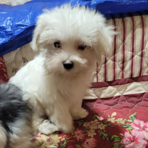 Georgie Male 2